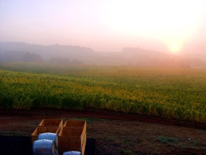 willamette-valley